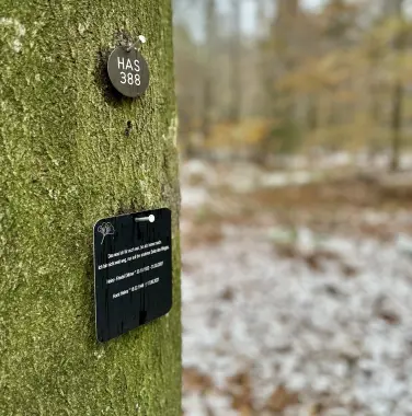 Friedwald